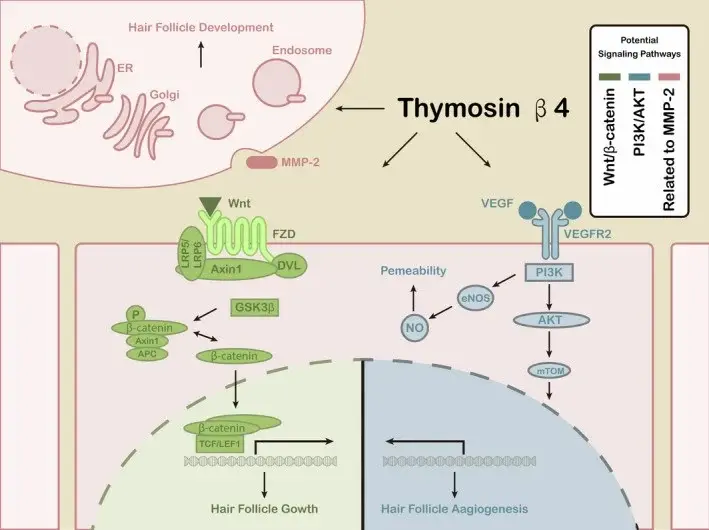 A look at three different signaling pathways involved in hair follicle growth