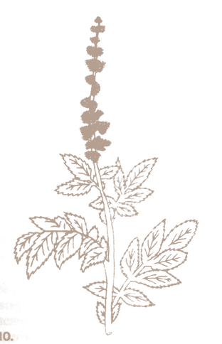 plantesalome_edited.png
