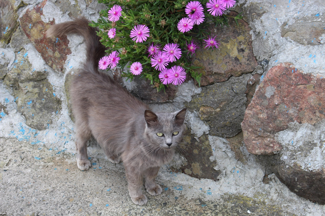 猫イベント いしのまきねこふぇす 石巻市 猫イベント いしのまきねこふぇす 石巻市