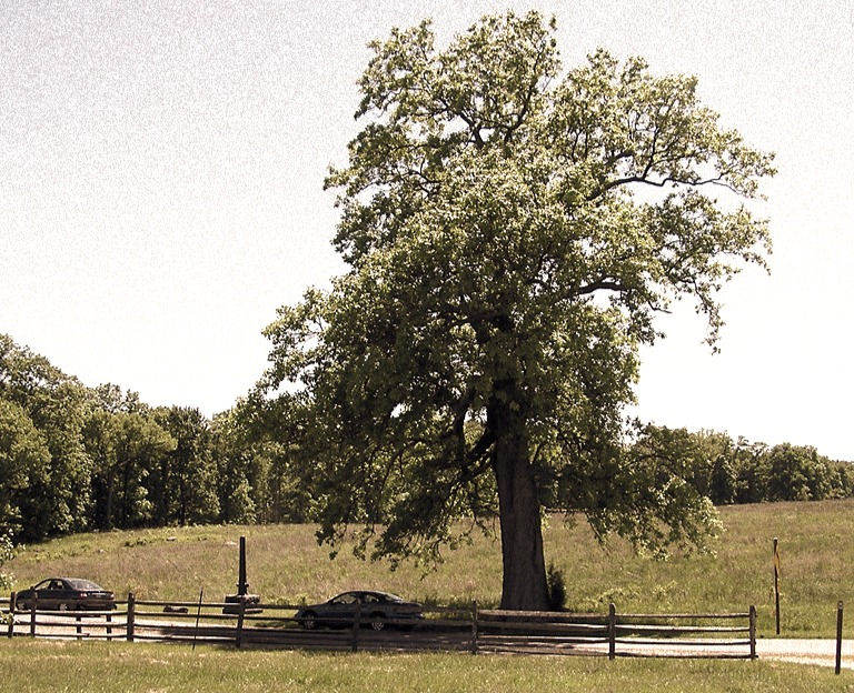 6956 Sickles Witness Tree - Gettysburg