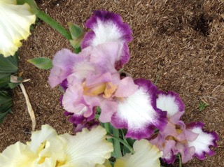 Guppy's - Flowers we planted in our garden
