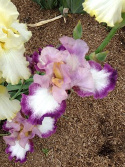 Guppy's - Flowers we planted in our garden