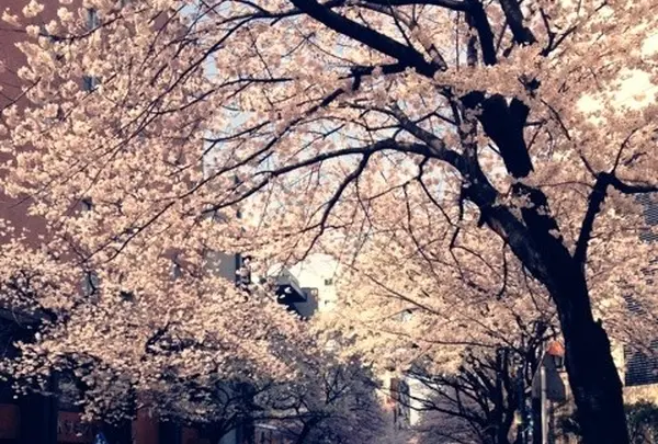 saginumasakura.webp