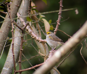 Aves