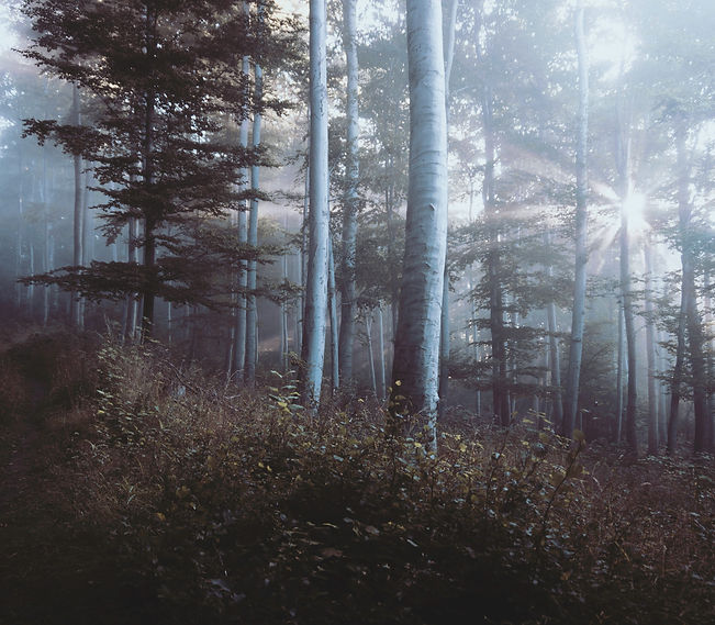 Resultado de reforestación de un bosque