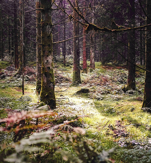 restauración de un bosque