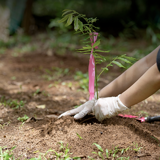 campañas de reforestación