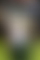 Introducing Crystal Lake South 6'5 OL JJ Allonge Class Of 2025 - Name You Need To Watch