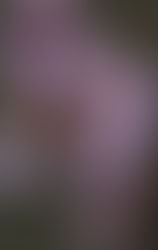 Deep Dish Football GOTW Player Spotlight: Chatting With Morris Senior Athlete Luke Brown