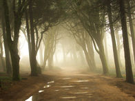 EL ACEITE 