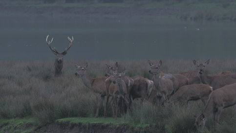 cerf 7 © BORÉALES.jpg