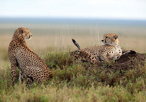 What To Expect During Your Tanzania Wildlife Safari? | Uprise Africa Explorer