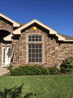 White (Colonial Eyebrow)