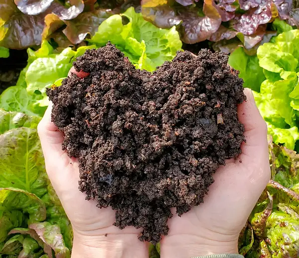 homestead-chill-garden-articles-landing-page-compost-soil-health.webp