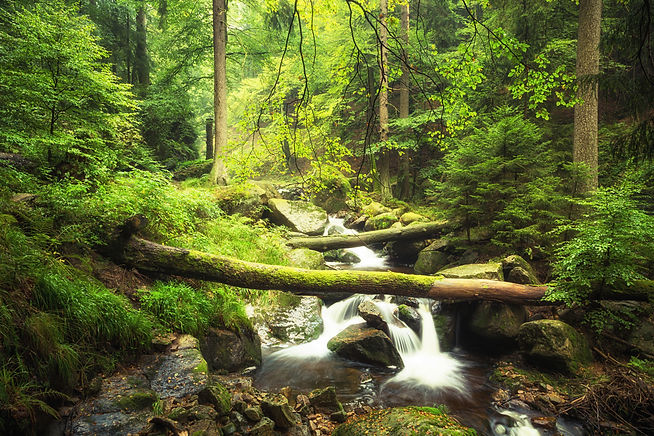 River in Forest