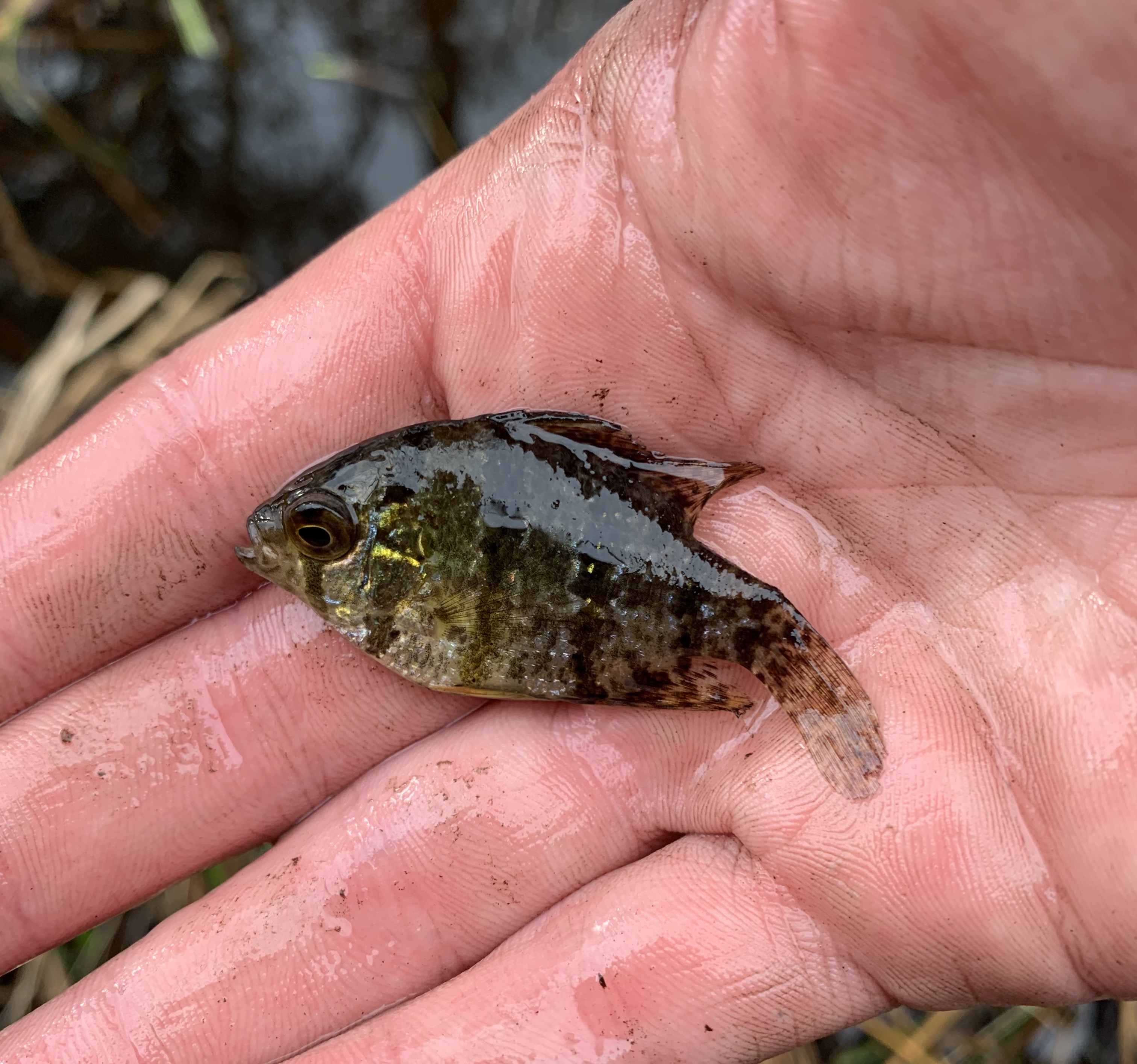 Blackbanded Sunfish