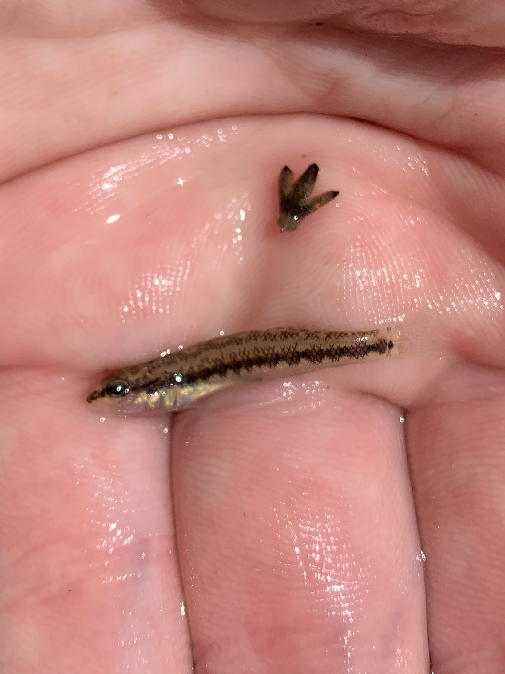 Chainback Darter