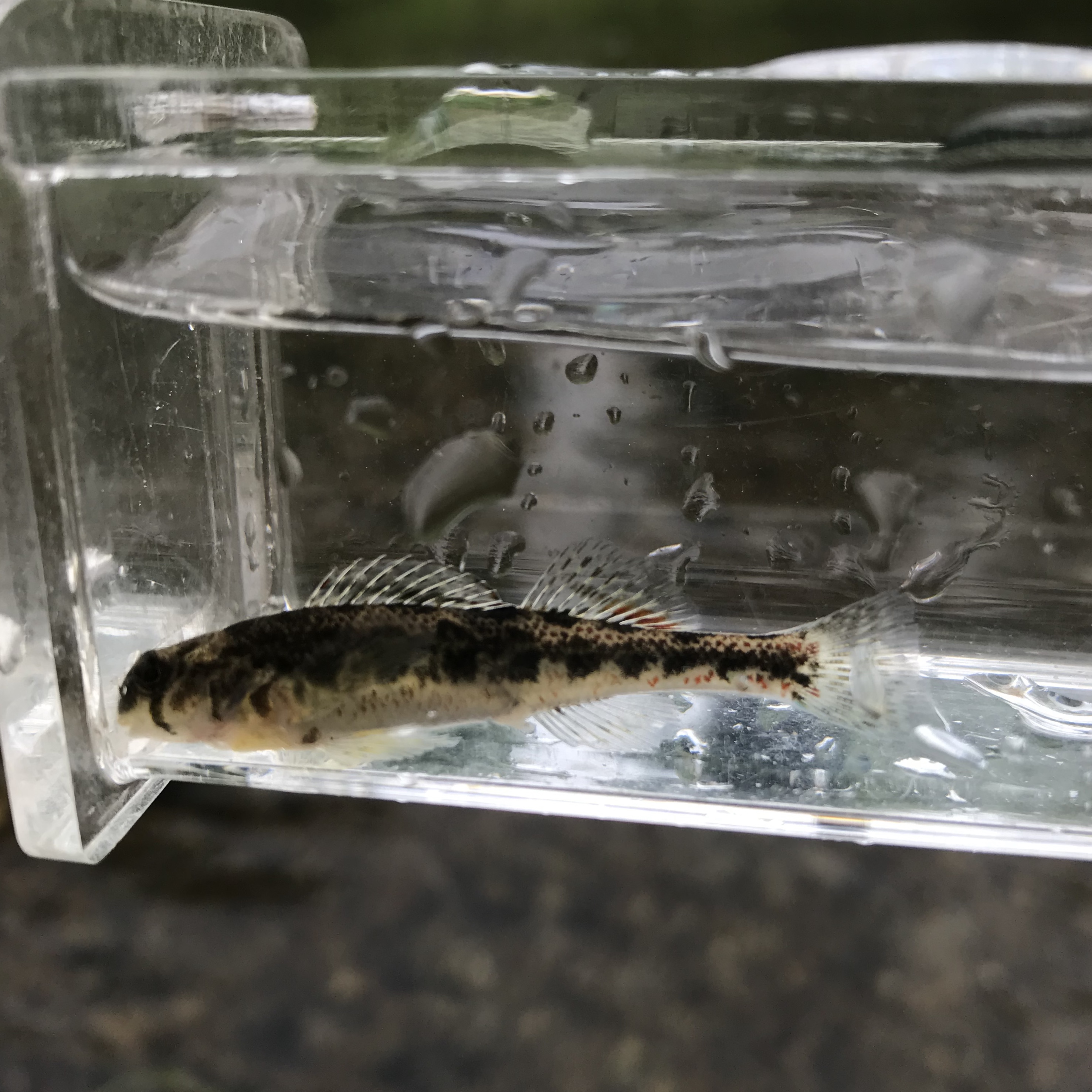Snubnose Darter