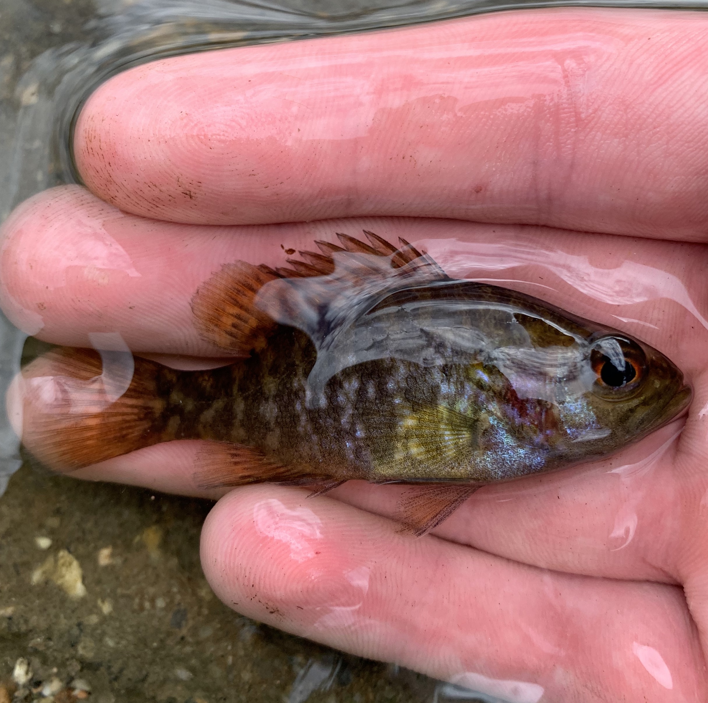 Warmouth