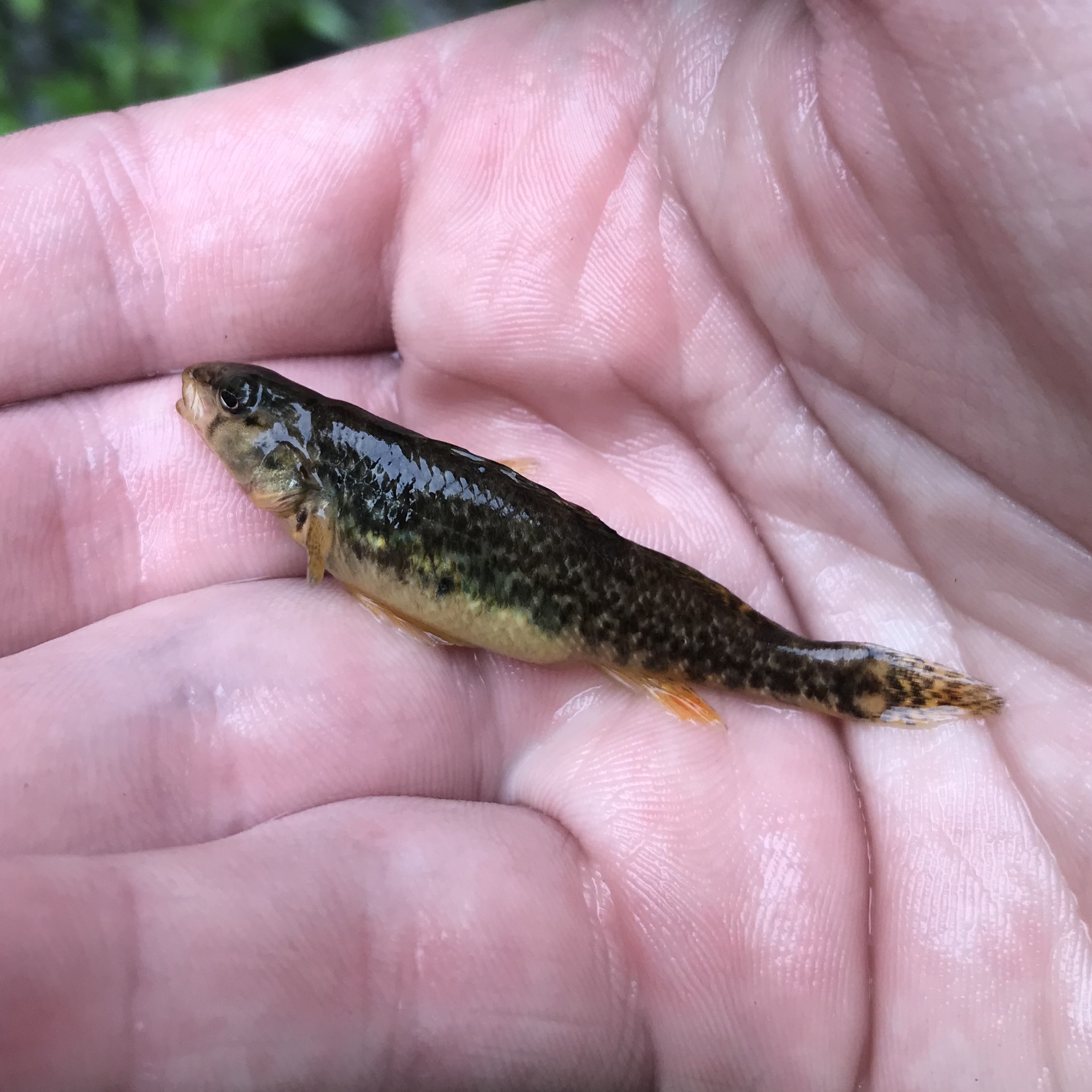 Redline Darter