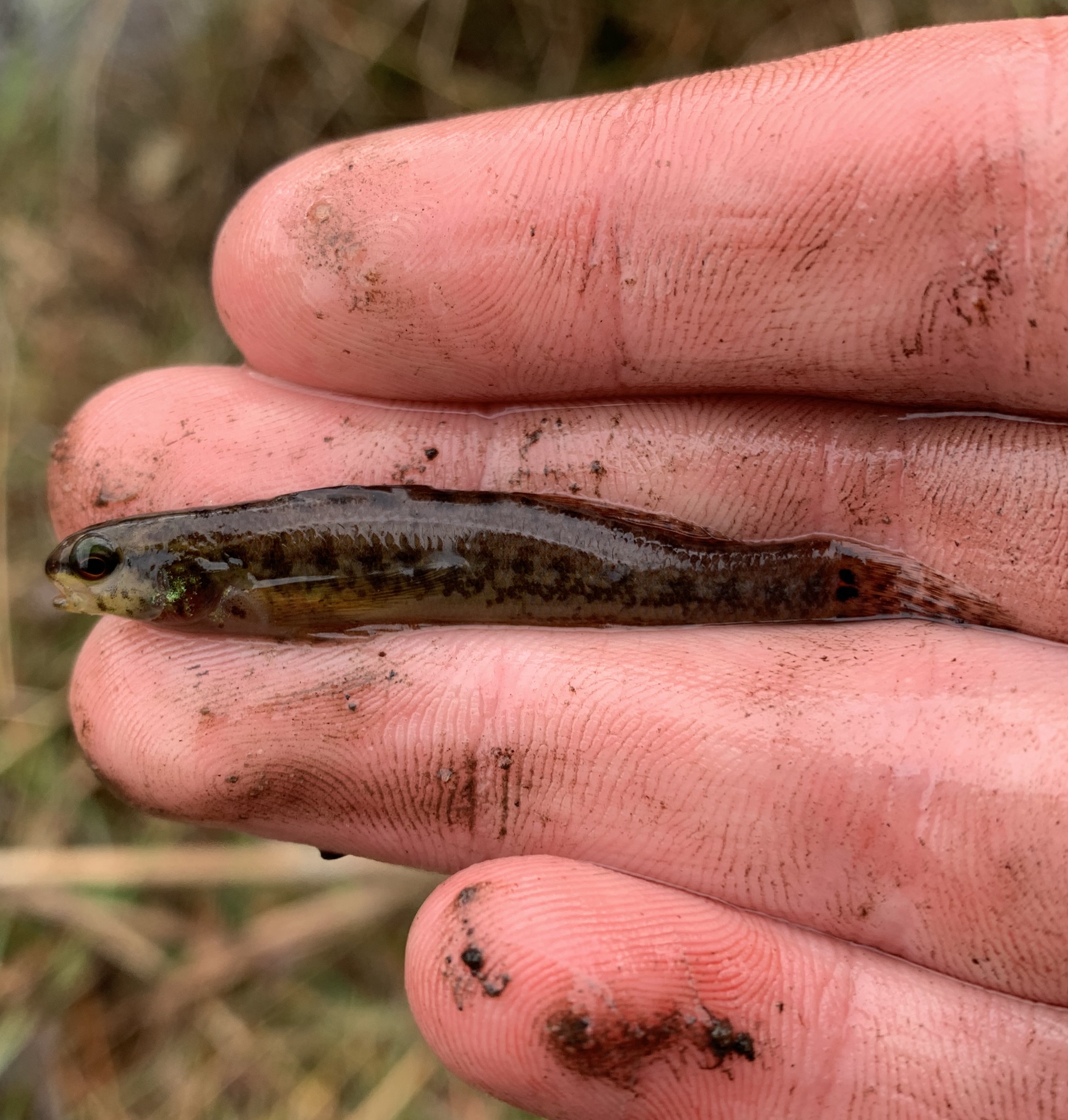 Sawcheek Darter