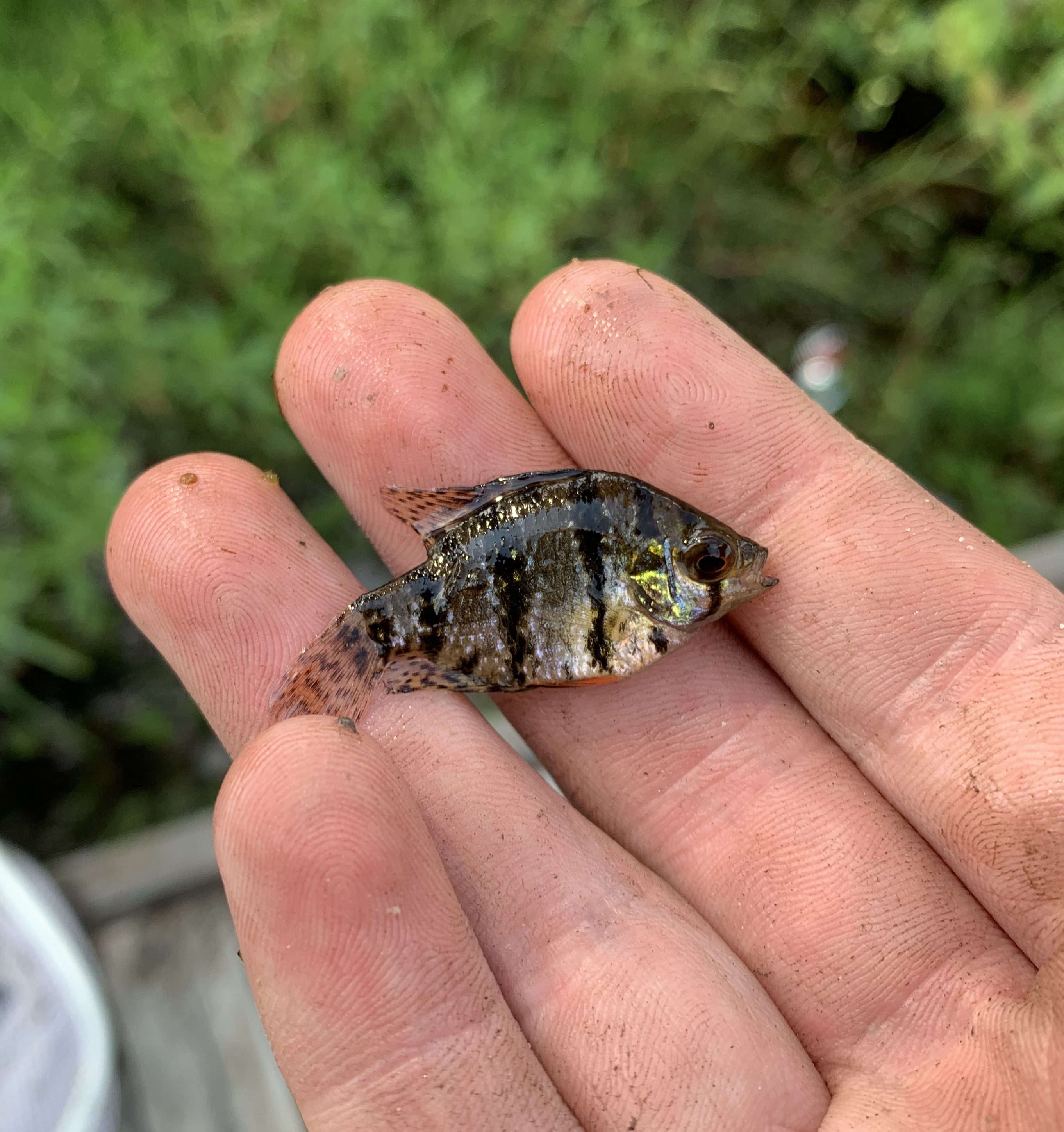 Blackbanded Sunfish