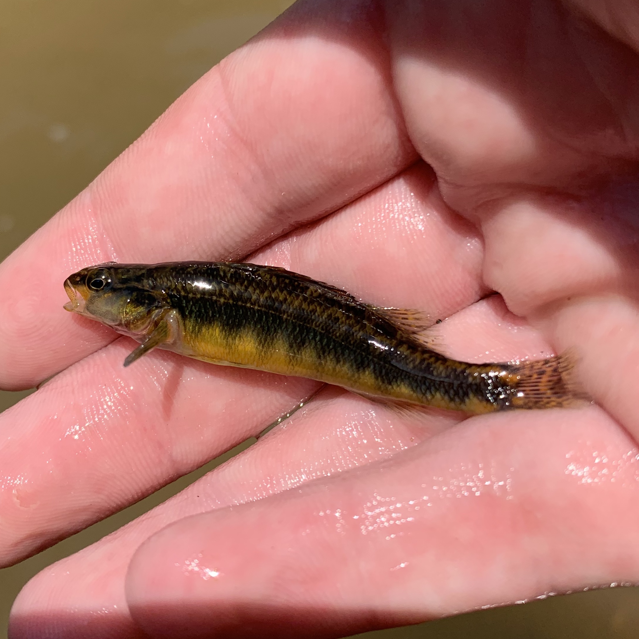 Roanoke Darter