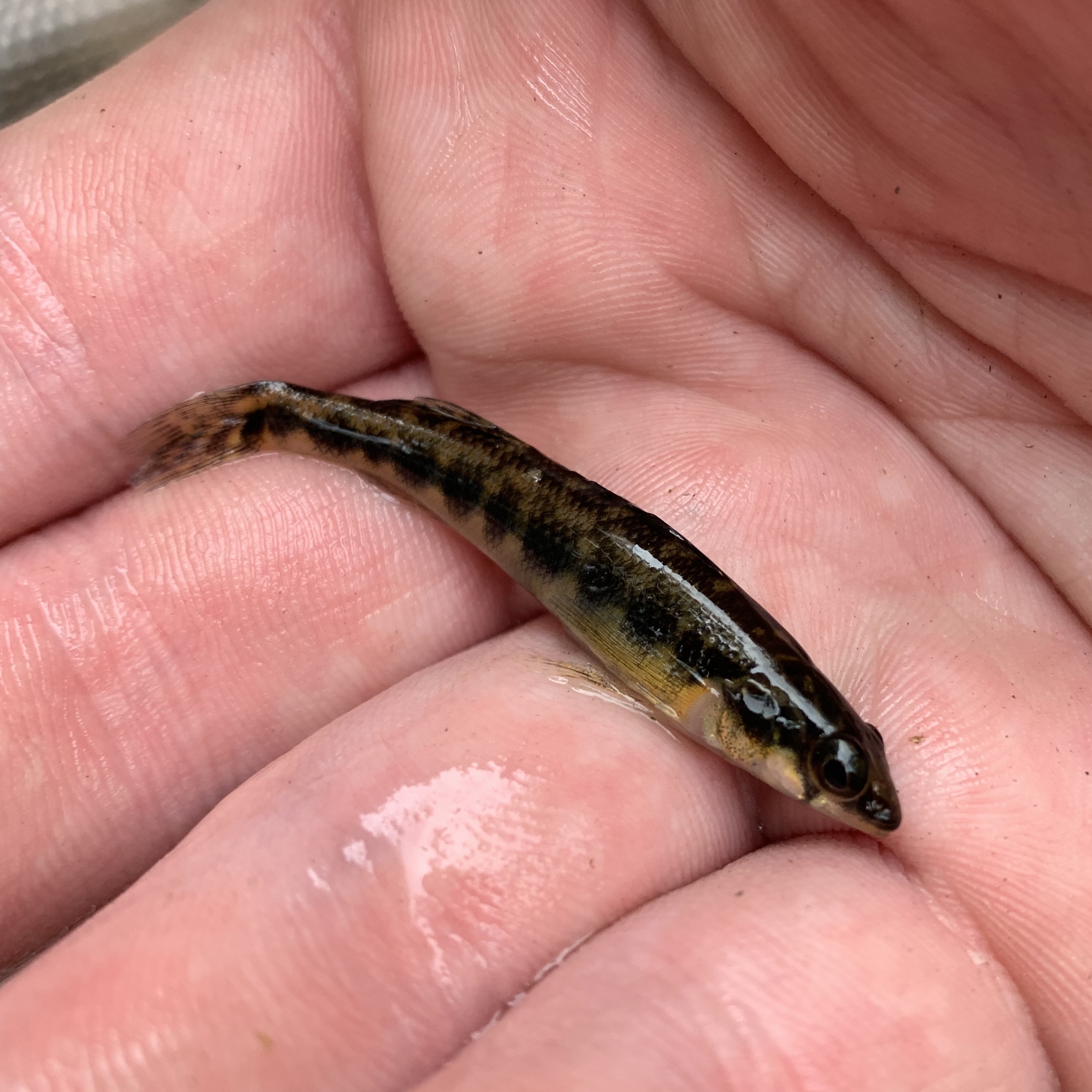 Piedmont Darter