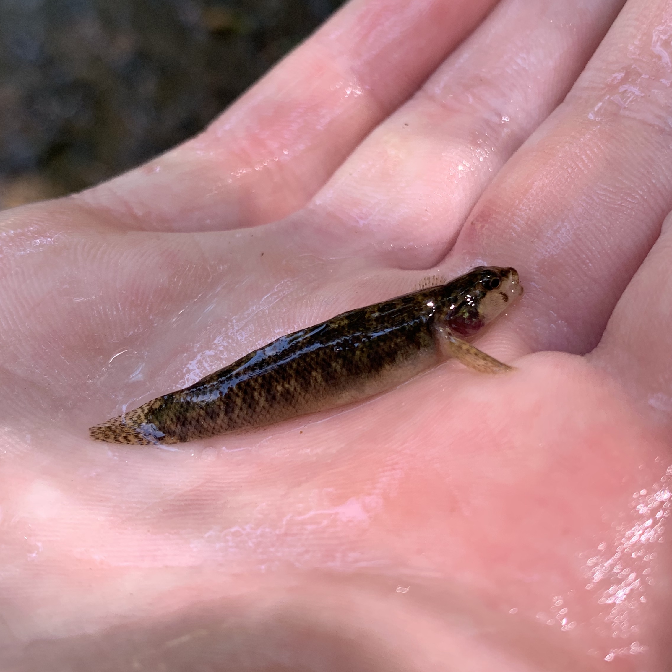 Fantail Darter