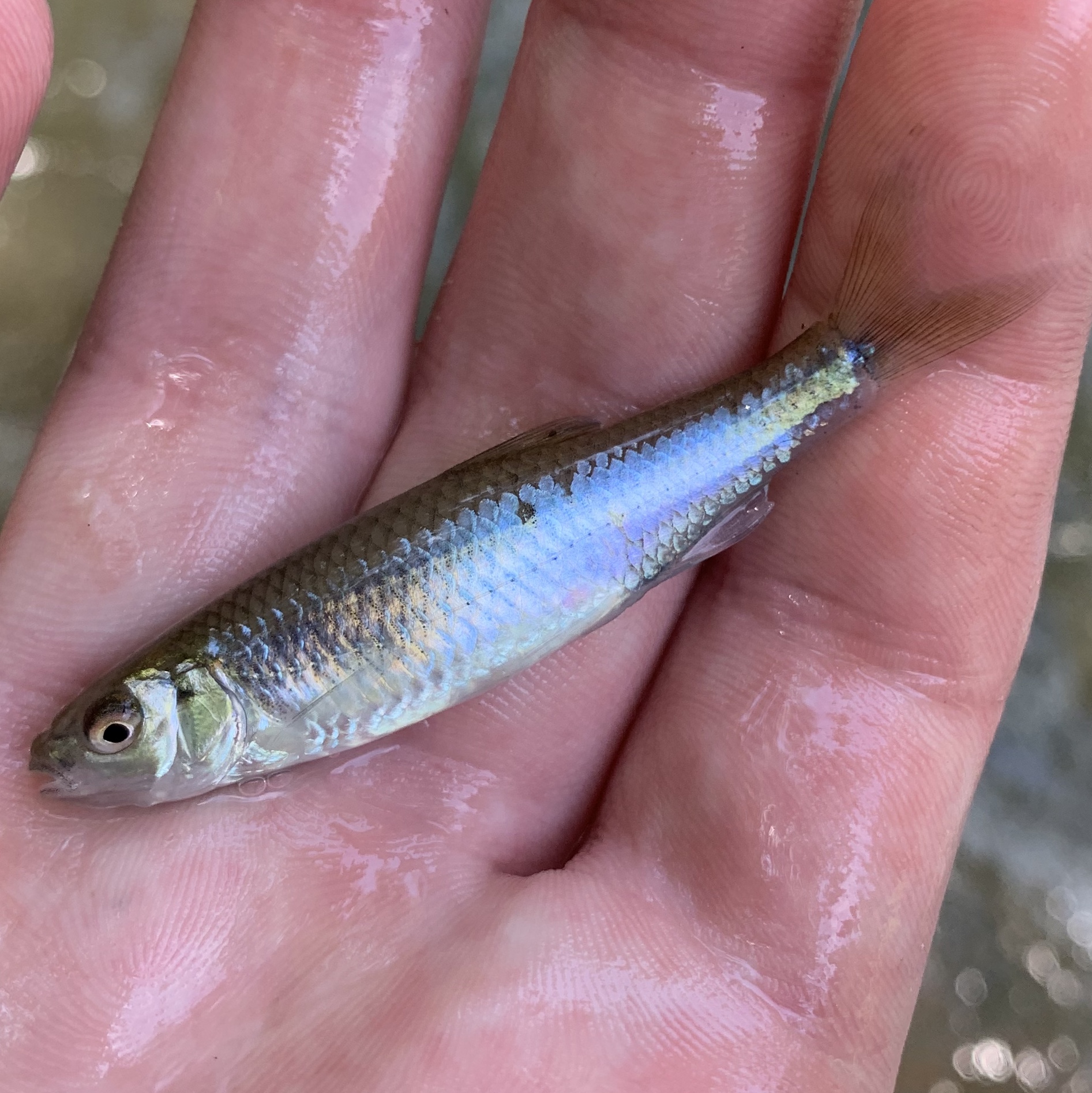 Satinfin Shiner