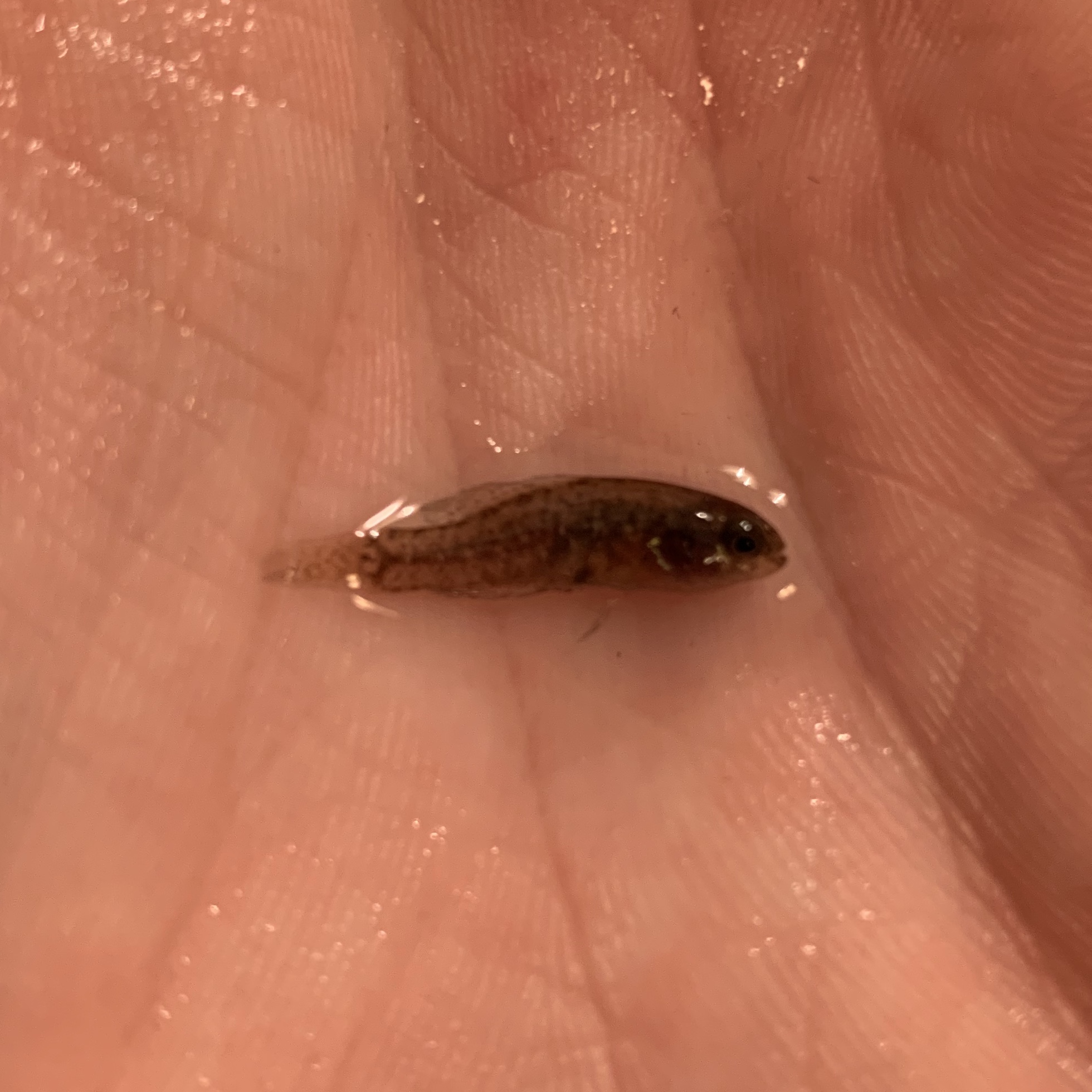 Everglades Pygmy Sunfish