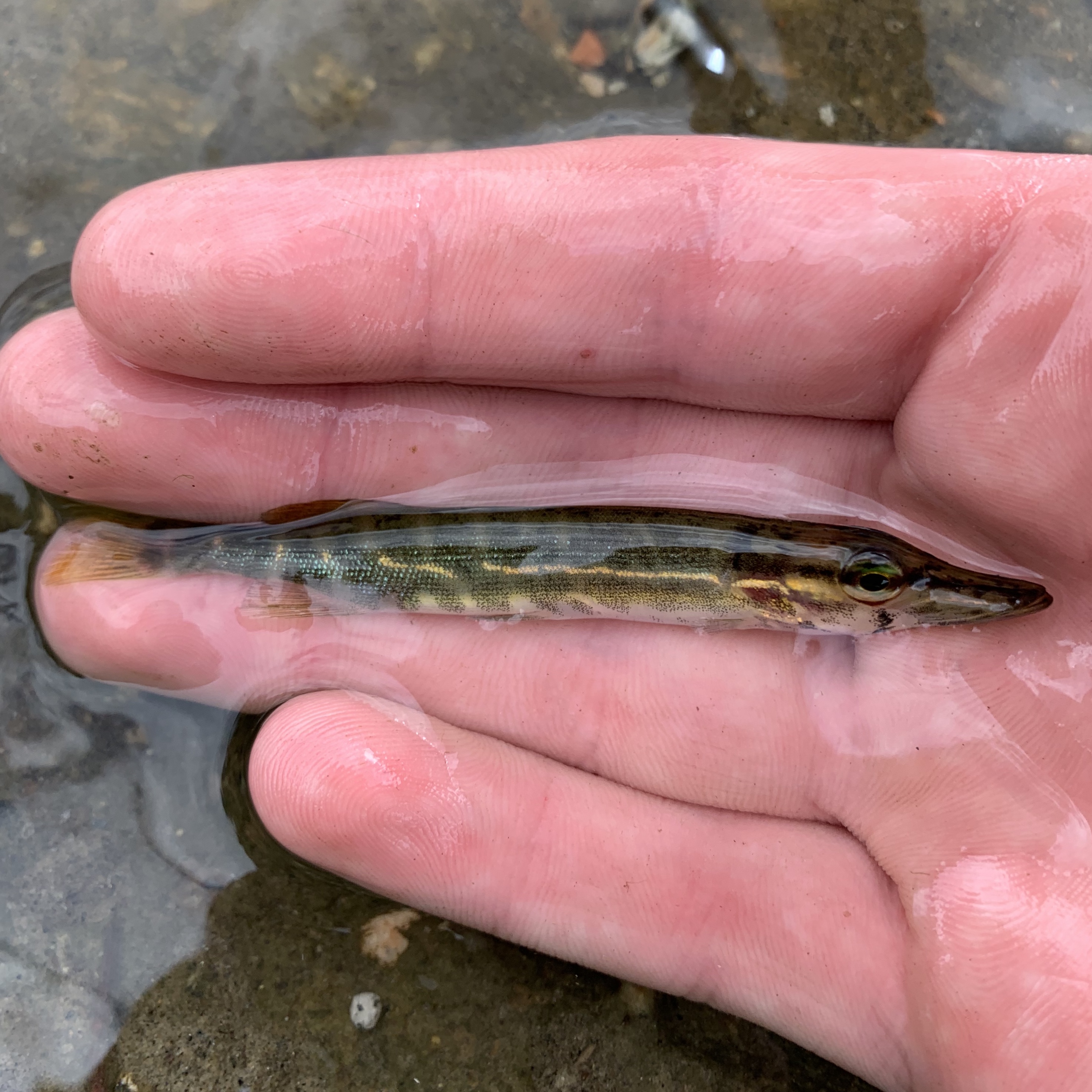 Chain Pickerel