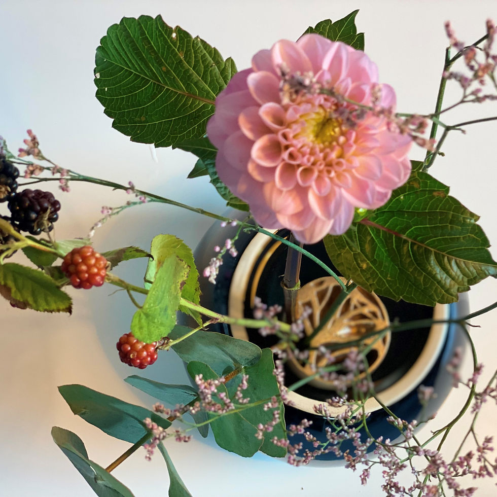 サムネイル： 針のない剣山｜the ginkgo