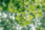 Tree 1