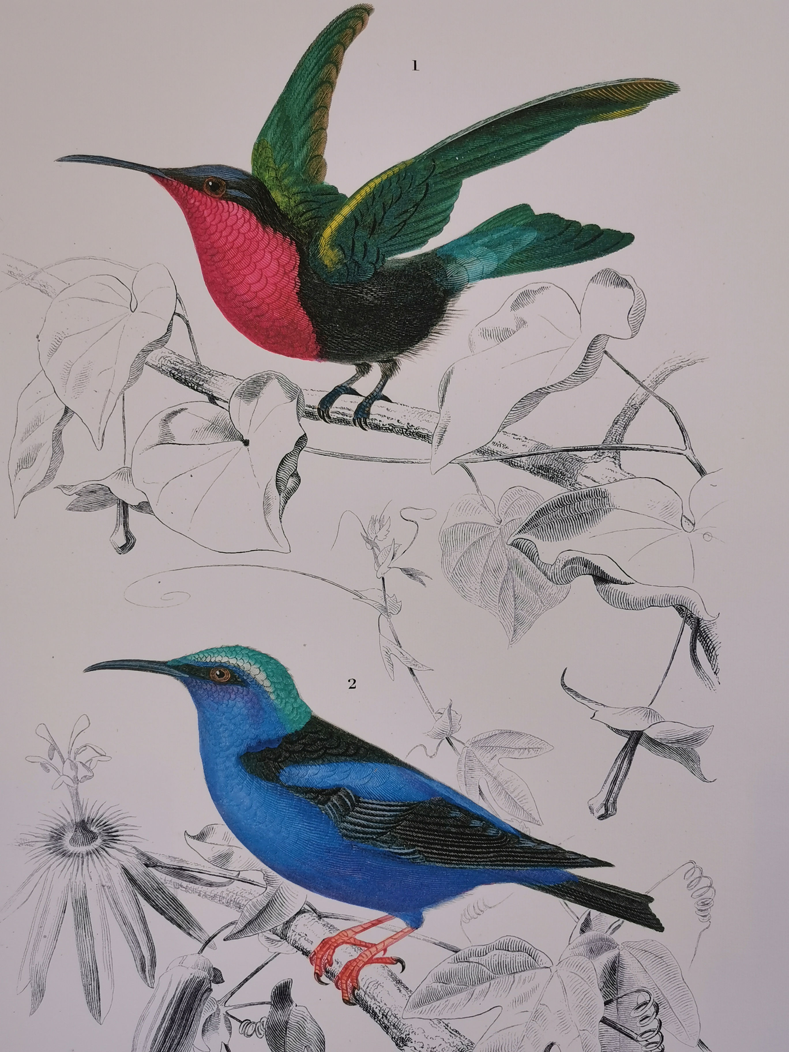 Affiche oiseaux planche ornithologique 