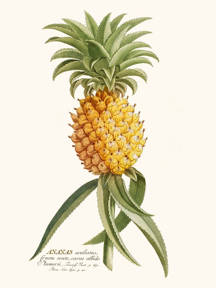 Miniature : Affiche ananas 