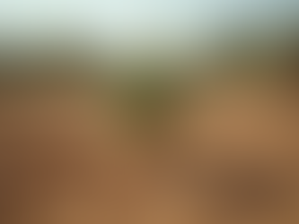 Understanding the Palestinefreeland Movement support