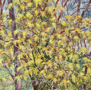 Wattles #4 62cm x 50cm oil and wax on card landscape work by Nat Ward