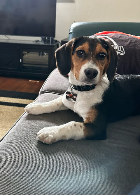 Vegan pet treats