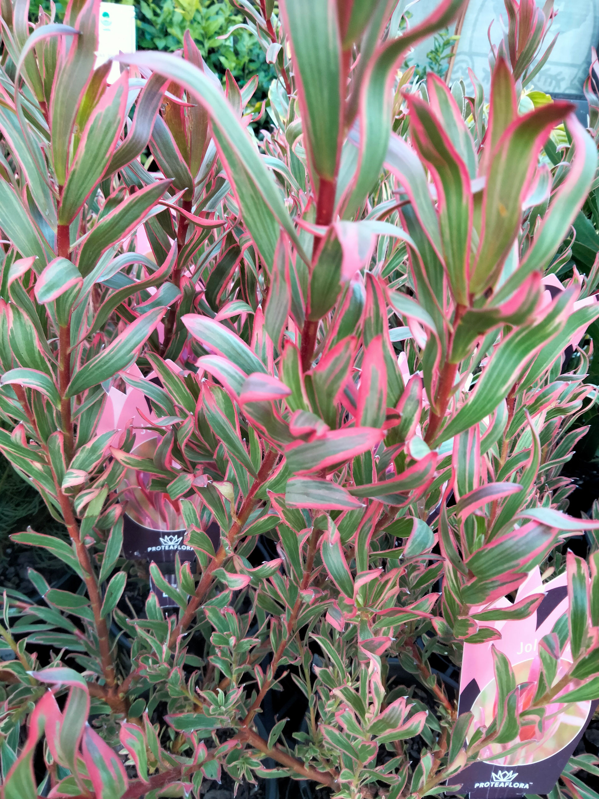 Jolly Joker Leucadendron