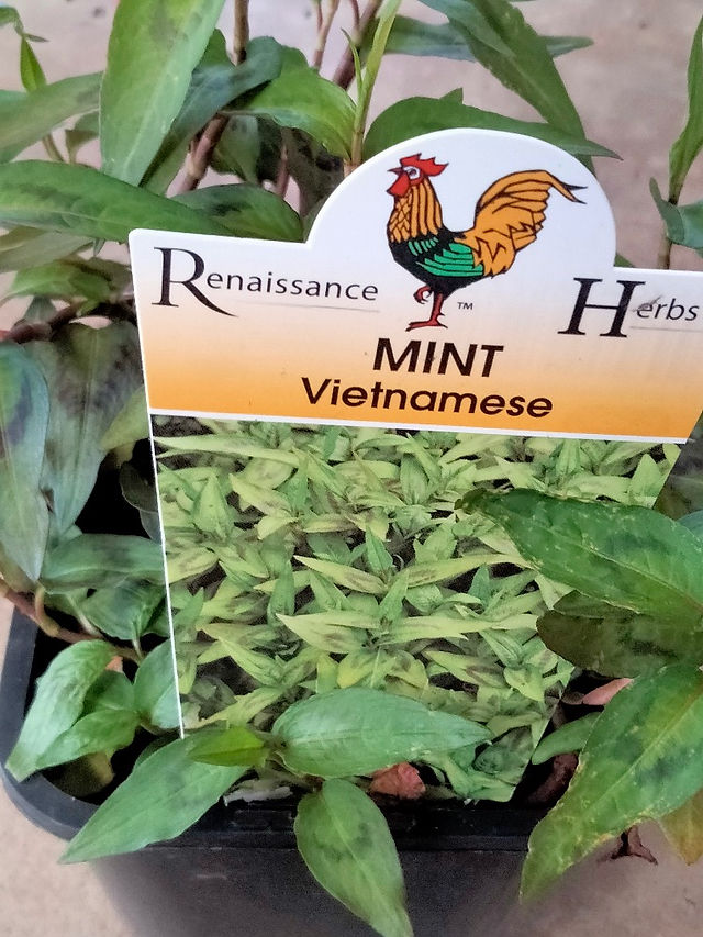 Vietnamese Mint has a Spicy basil coriander flavour, in Greenbourne Nursery as featured in Brilliant-Online