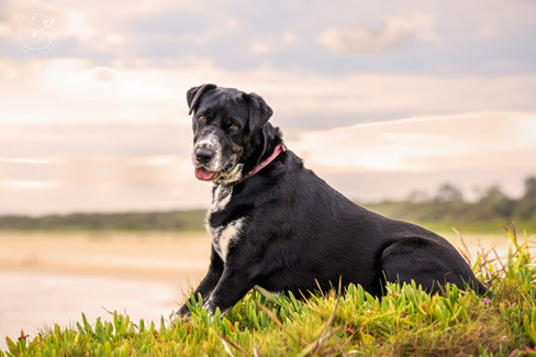 Dog Photography by Jo Lyons as featured in Brilliant-Online