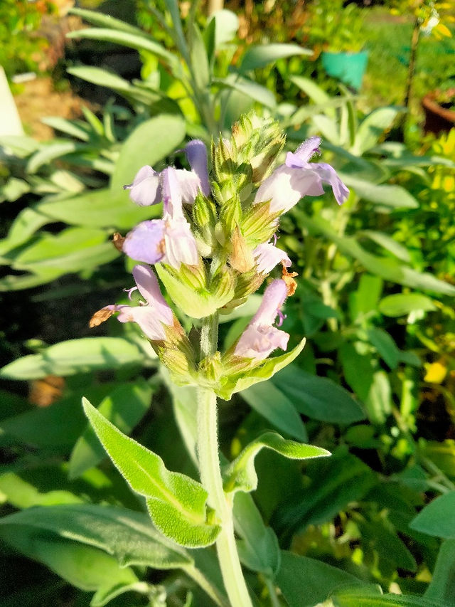 Herb recommendation from Greenbourne Nursery Wauchope as featured in Brilliant-Online