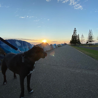 Walking my dog Holly at Port Macquarie Town Beach, featured on Brilliant-Online