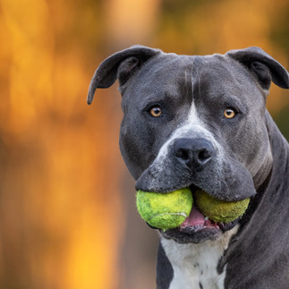 Dog Photography by Jo Lyons as featured in Brilliant-Online