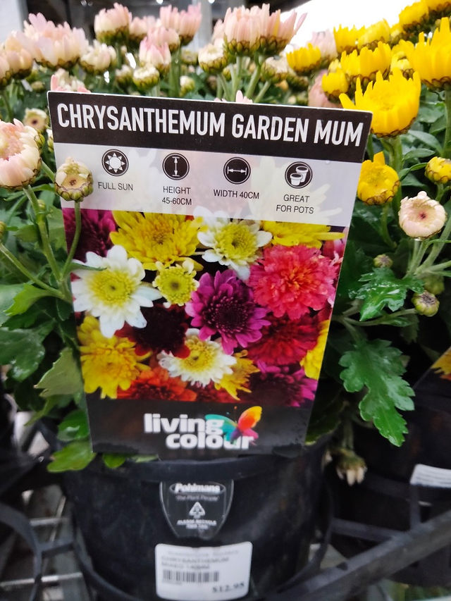 GARDEN MUM’ (Chrysanthemum x hybrid)