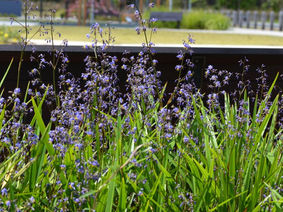 Native Grasses, the unsung heros…