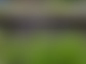 Native Grasses, the unsung heros…