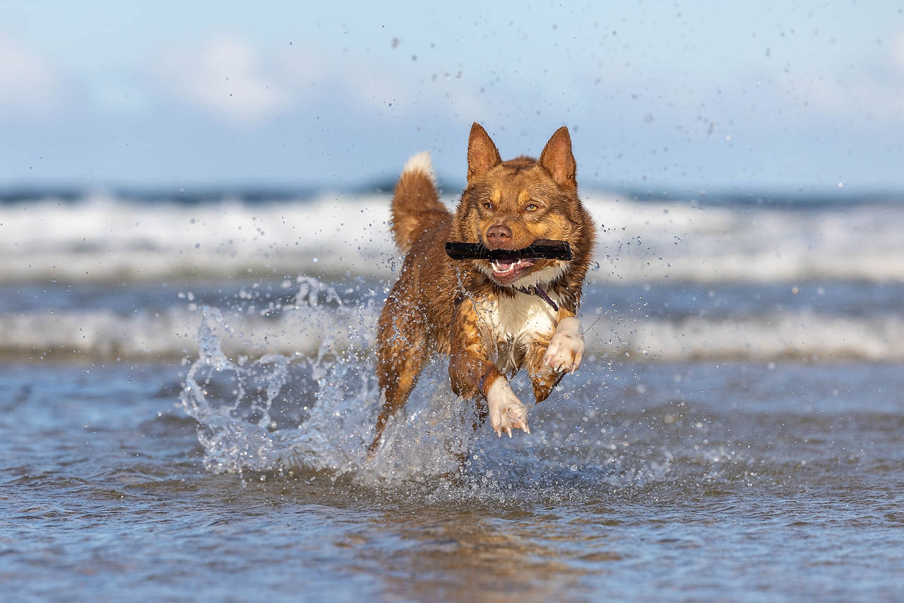 Duncan Dog the Kelpie featured in Brilliant-Online
