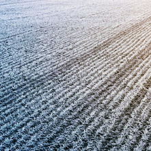 Biologicals for Winter Wheat: Fall Applications for a Stronger Start